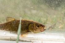 The U.S. Fish and Wildlife Service recommended on Tuesday that the Fish Lake Valley tui chub be ...
