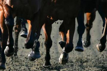 Gaming regulators have issued penalties against a horse trainer for the illegal drugging of hor ...